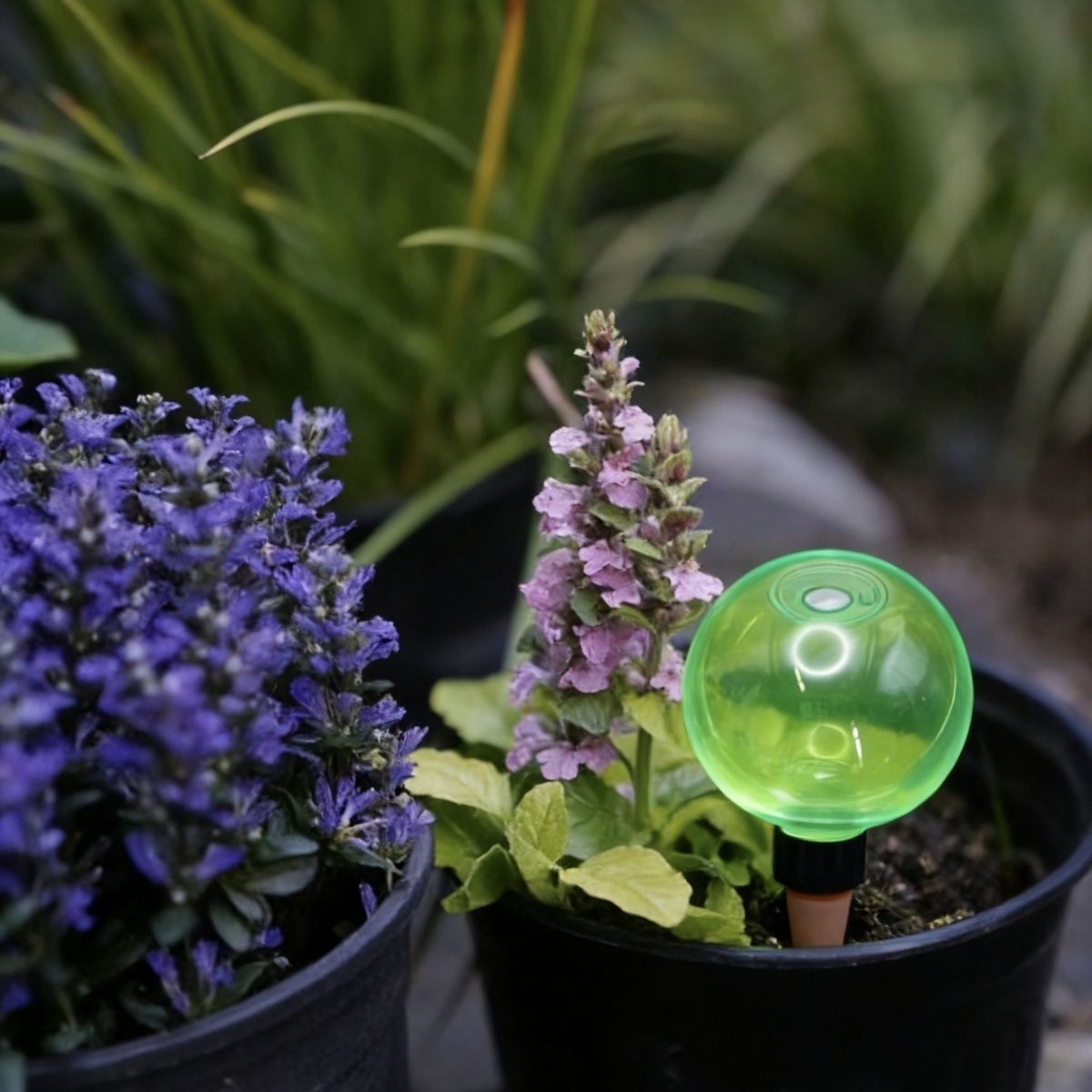 Set di 3 Grandi Sfere Autoirri - Self Watering Planter recensione e prezzo